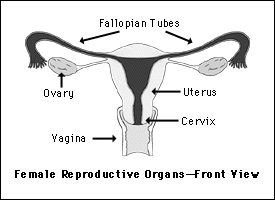 Amenorrhea